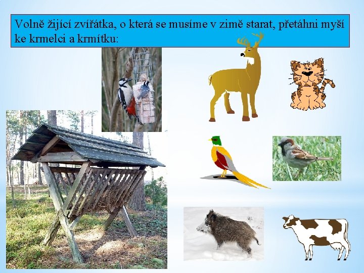 Volně žijící zvířátka, o která se musíme v zimě starat, přetáhni myší ke krmelci