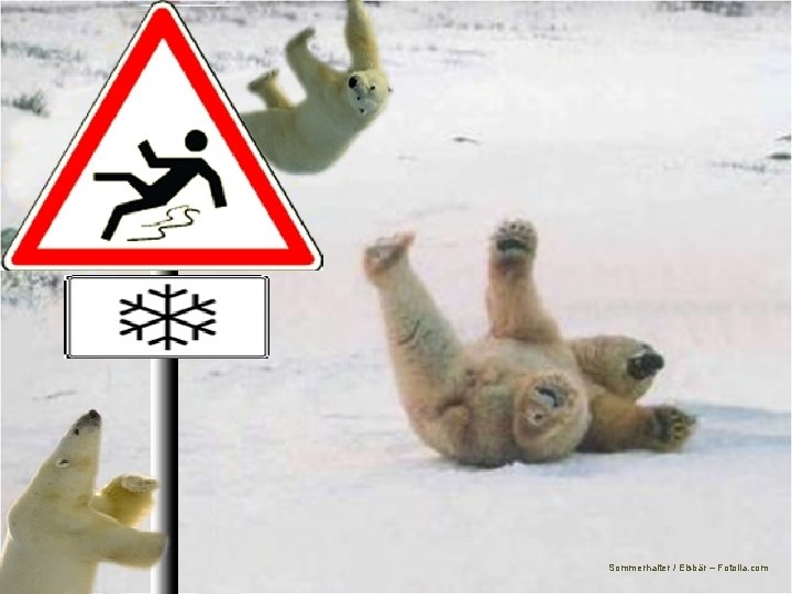 Sommerhalter / Eisbär – Fotolia. com 