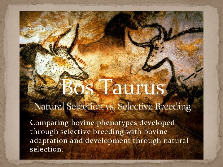 Bos Taurus Natural Selection vs. Selective Breeding Comparing bovine phenotypes developed through selective breeding