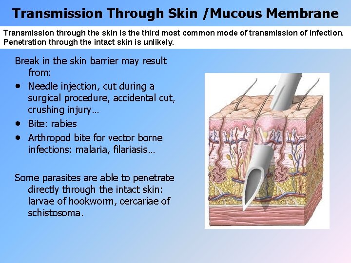 Transmission Through Skin /Mucous Membrane Transmission through the skin is the third most common