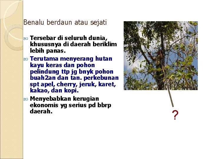 Benalu berdaun atau sejati Tersebar di seluruh dunia, khususnya di daerah beriklim lebih panas.