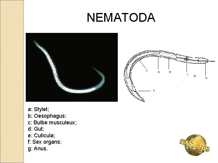 NEMATODA a: Stylet; b; Oesophagus: c: Bulbe musculeux; d: Gut; e: Cuticula; f: Sex