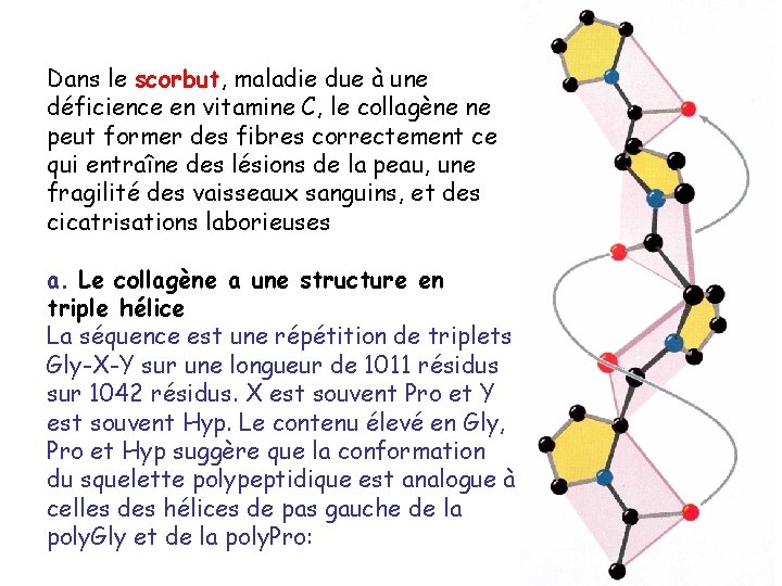 Dans le scorbut, maladie due à une déficience en vitamine C, le collagène ne