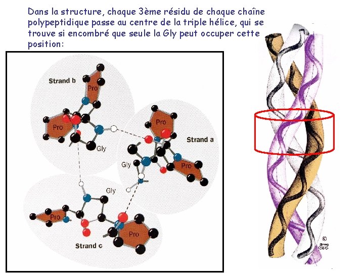 Dans la structure, chaque 3ème résidu de chaque chaîne polypeptidique passe au centre de