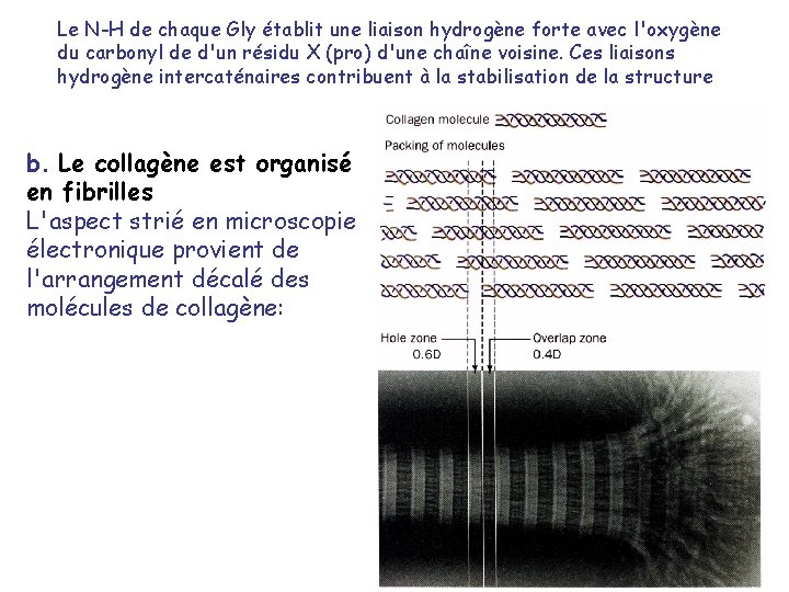 Le N-H de chaque Gly établit une liaison hydrogène forte avec l'oxygène du carbonyl