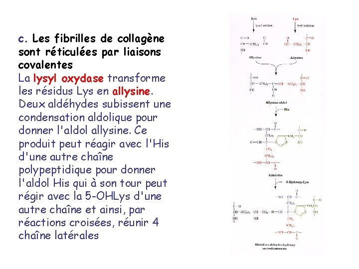 c. Les fibrilles de collagène sont réticulées par liaisons covalentes La lysyl oxydase transforme