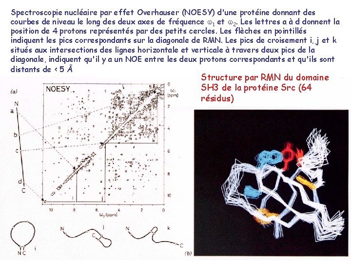 Spectroscopie nucléaire par effet Overhauser (NOESY) d'une protéine donnant des courbes de niveau le