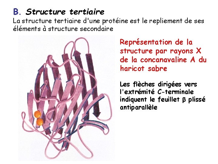 B. Structure tertiaire La structure tertiaire d'une protéine est le repliement de ses éléments