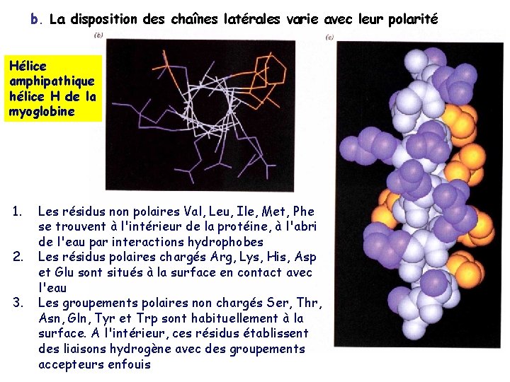 b. La disposition des chaînes latérales varie avec leur polarité Hélice amphipathique hélice H