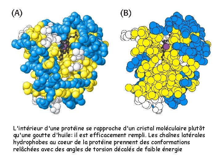 L'intérieur d'une protéine se rapproche d'un cristal moléculaire plutôt qu'une goutte d'huile: il est