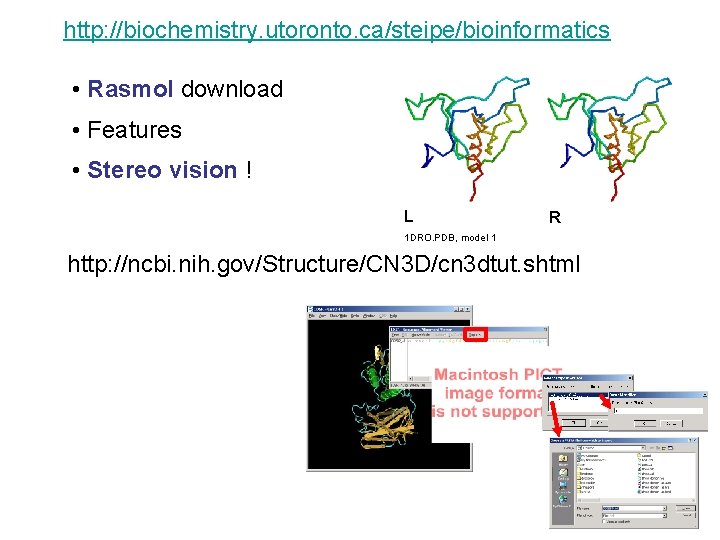 http: //biochemistry. utoronto. ca/steipe/bioinformatics • Rasmol download • Features • Stereo vision ! L