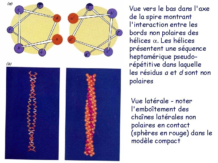 Vue vers le bas dans l'axe de la spire montrant l'interaction entre les bords
