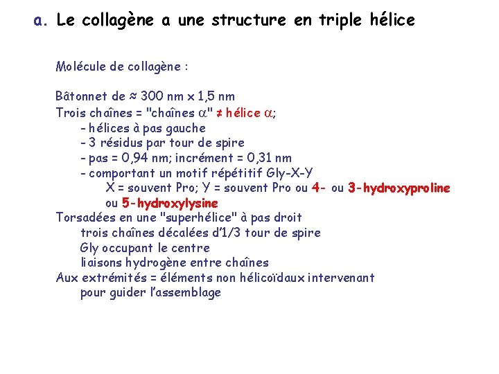 a. Le collagène a une structure en triple hélice Molécule de collagène : Bâtonnet