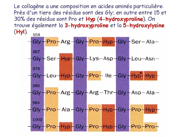 Le collagène a une composition en acides aminés particulière. Près d'un tiers des résidus