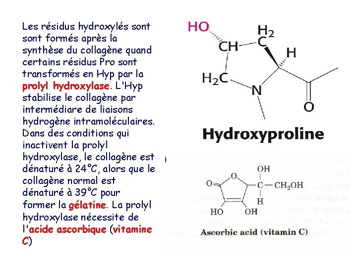 Les résidus hydroxylés sont formés après la synthèse du collagène quand certains résidus Pro