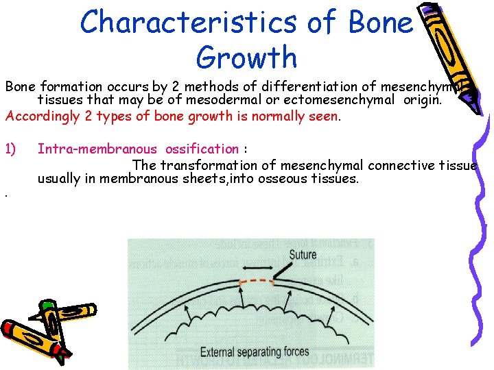 Characteristics of Bone Growth Bone formation occurs by 2 methods of differentiation of mesenchymal