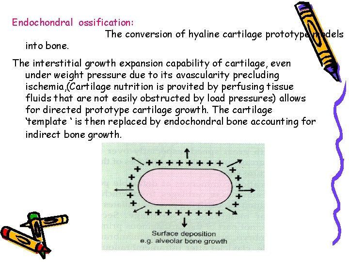 Endochondral ossification: The conversion of hyaline cartilage prototype models into bone. The interstitial growth