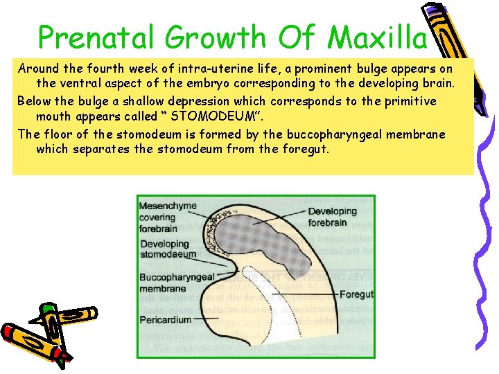 Prenatal Growth Of Maxilla Around the fourth week of intra-uterine life, a prominent bulge