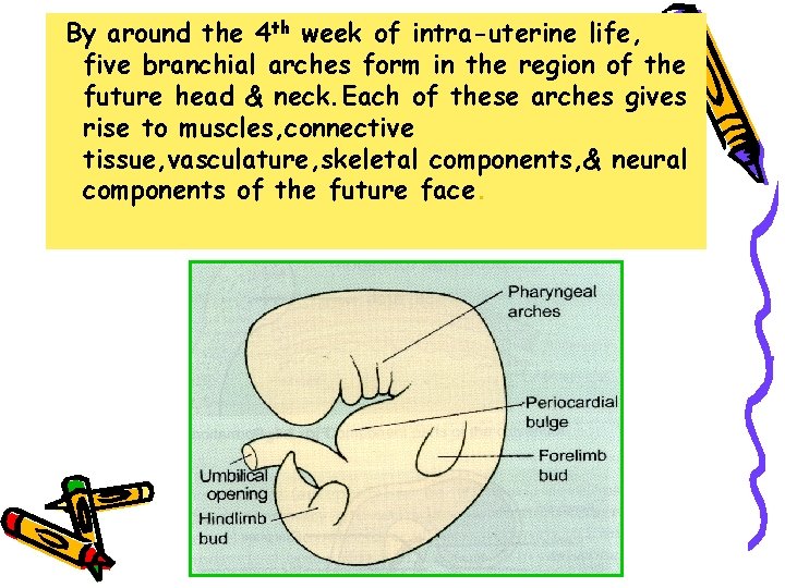 By around the 4 th week of intra-uterine life, five branchial arches form in