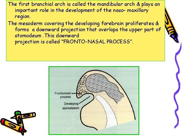 The first branchial arch is called the mandibular arch & plays an important role