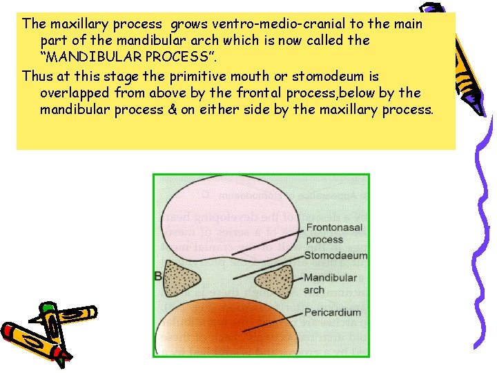 The maxillary process grows ventro-medio-cranial to the main part of the mandibular arch which