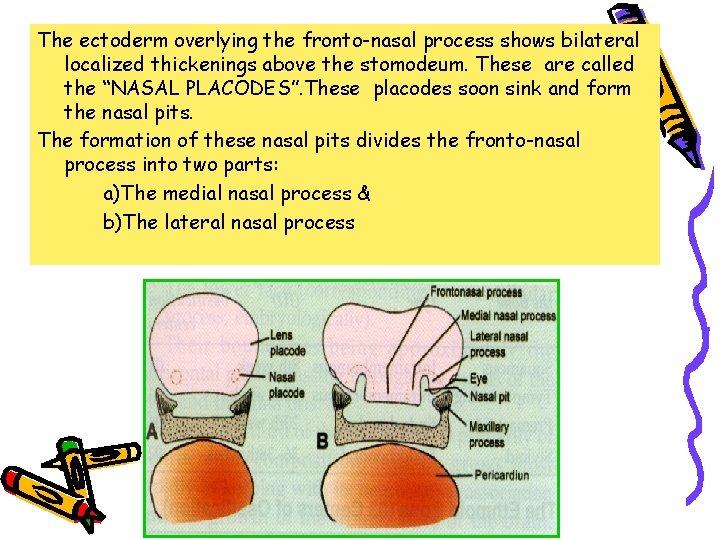 The ectoderm overlying the fronto-nasal process shows bilateral localized thickenings above the stomodeum. These