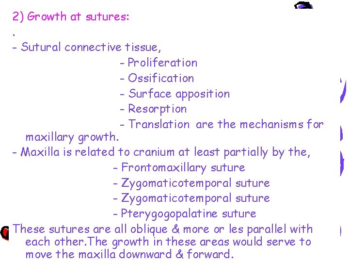 2) Growth at sutures: . - Sutural connective tissue, - Proliferation - Ossification -