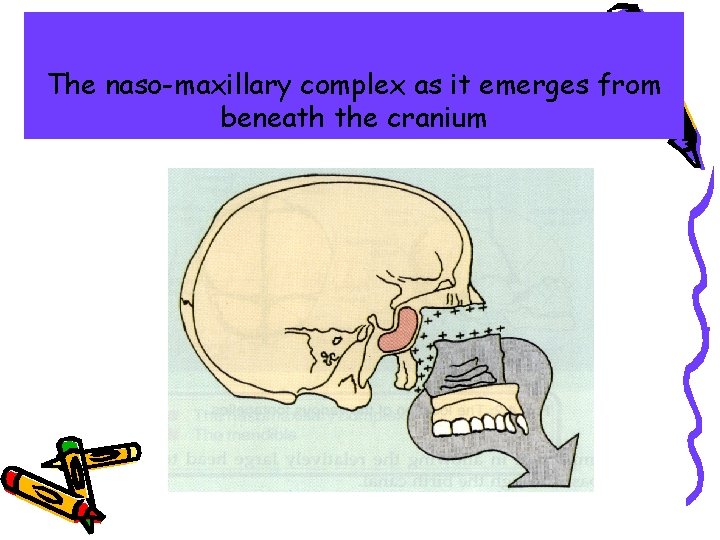 The naso-maxillary complex as it emerges from beneath the cranium 