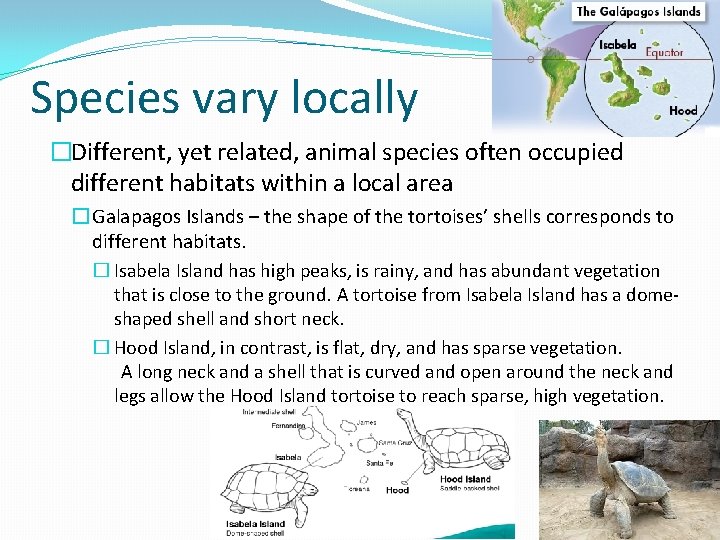 Species vary locally �Different, yet related, animal species often occupied different habitats within a