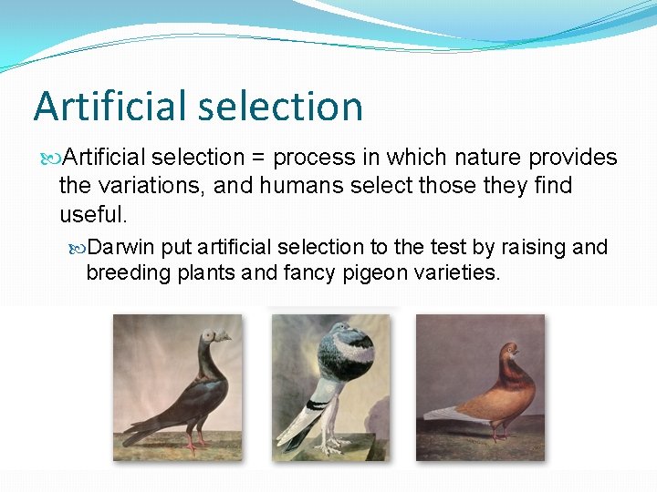 Artificial selection = process in which nature provides the variations, and humans select those