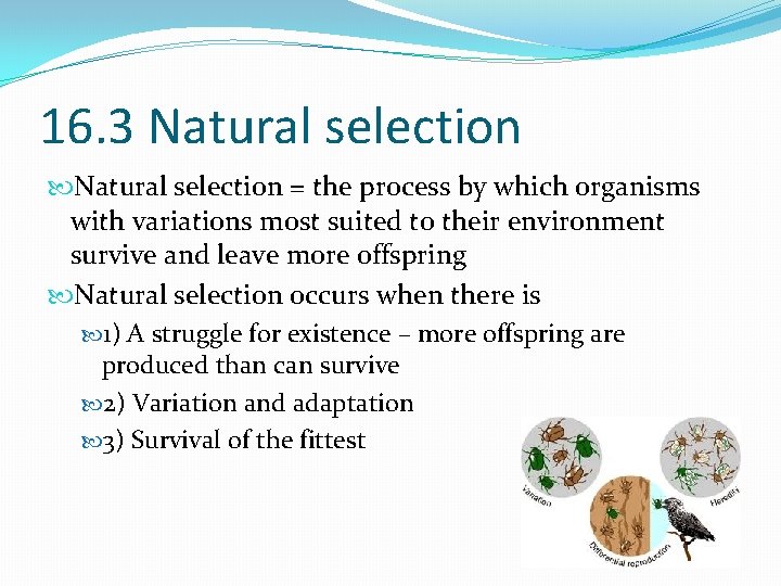 16. 3 Natural selection = the process by which organisms with variations most suited