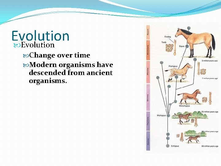 Evolution Change over time Modern organisms have descended from ancient organisms. 