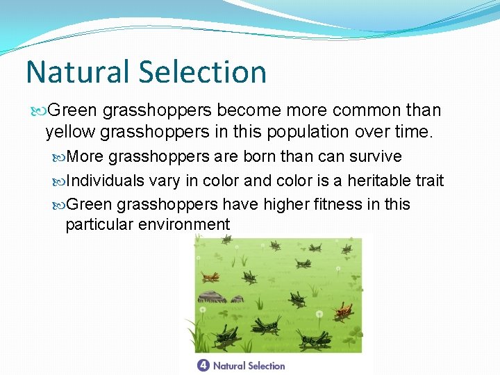 Natural Selection Green grasshoppers become more common than yellow grasshoppers in this population over