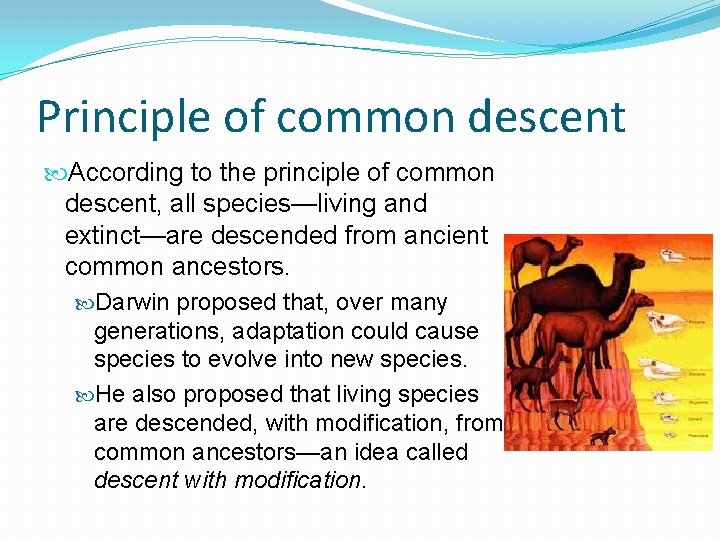 Principle of common descent According to the principle of common descent, all species—living and