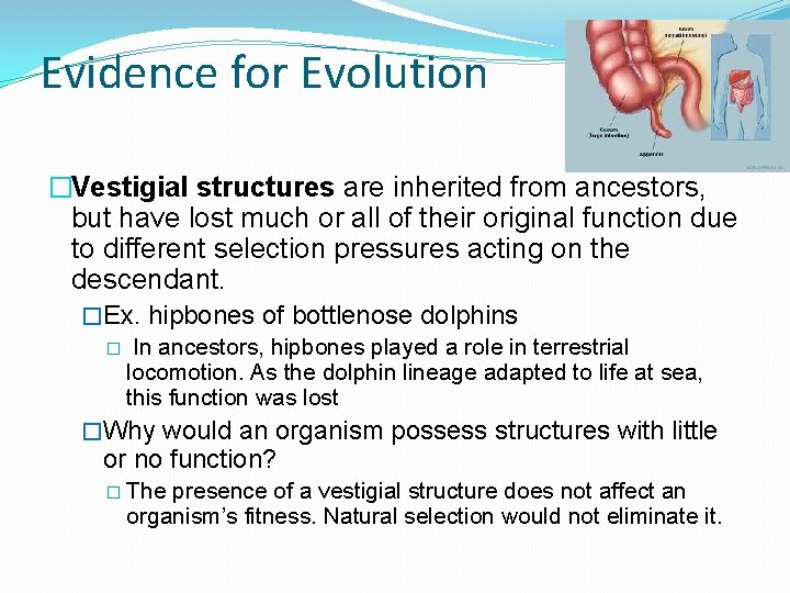 Evidence for Evolution �Vestigial structures are inherited from ancestors, but have lost much or