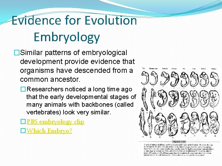 Evidence for Evolution Embryology �Similar patterns of embryological development provide evidence that organisms have
