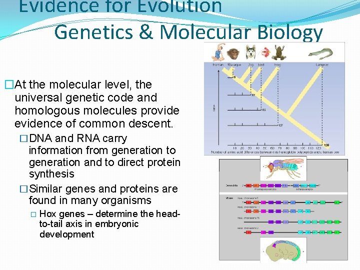 Evidence for Evolution Genetics & Molecular Biology �At the molecular level, the universal genetic