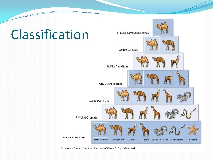 Classification 