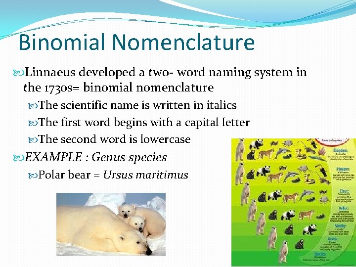 Binomial Nomenclature Linnaeus developed a two- word naming system in the 1730 s= binomial