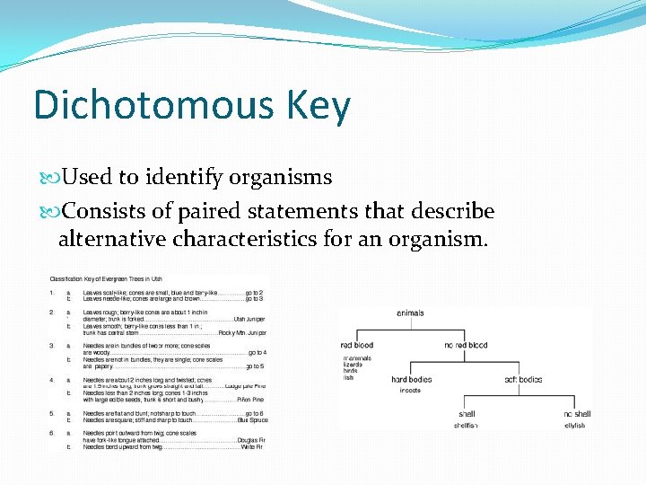 Dichotomous Key Used to identify organisms Consists of paired statements that describe alternative characteristics