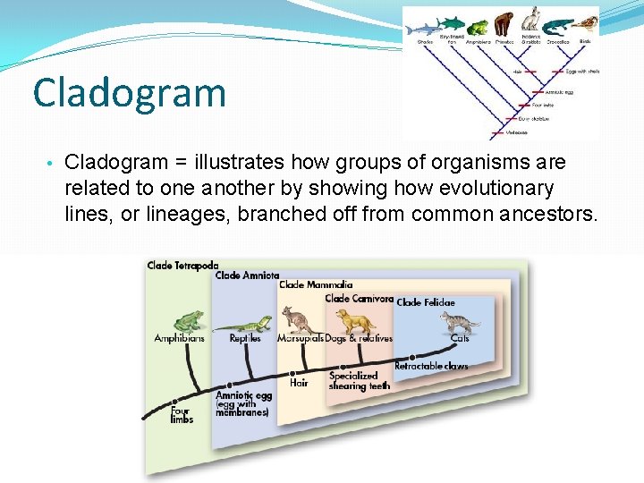 Cladogram • Cladogram = illustrates how groups of organisms are related to one another