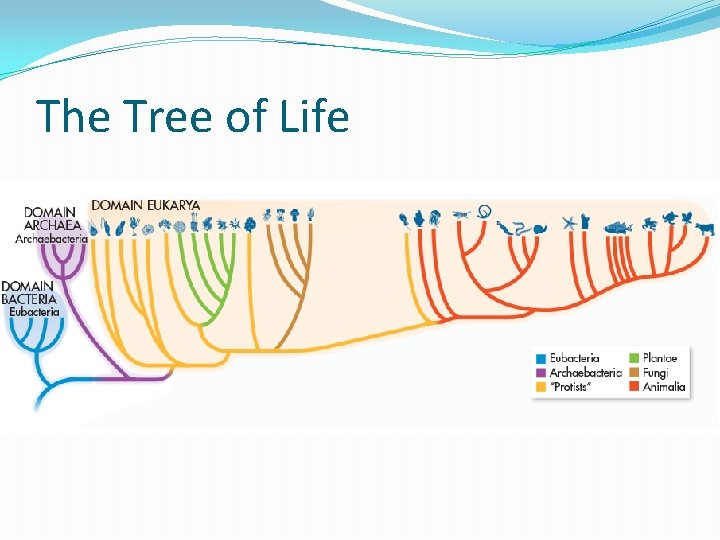 The Tree of Life 