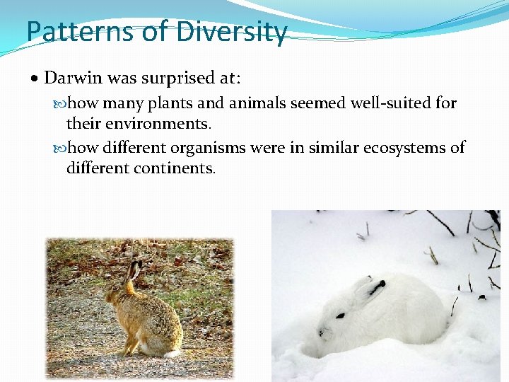 Patterns of Diversity · Darwin was surprised at: how many plants and animals seemed
