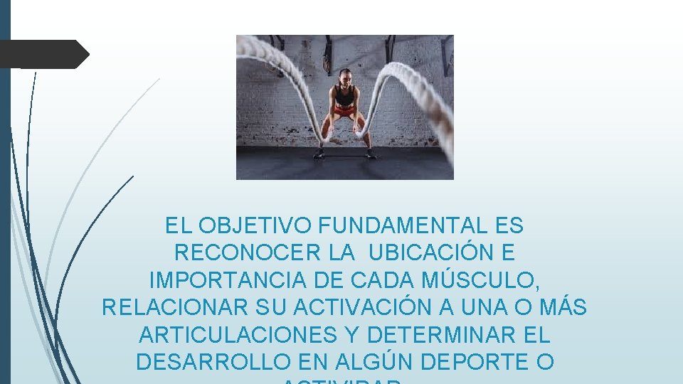 EL OBJETIVO FUNDAMENTAL ES RECONOCER LA UBICACIÓN E IMPORTANCIA DE CADA MÚSCULO, RELACIONAR SU
