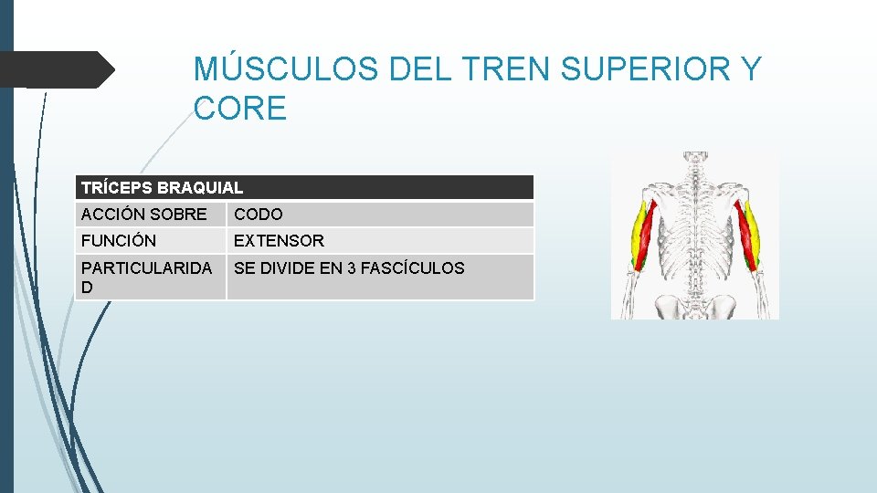 MÚSCULOS DEL TREN SUPERIOR Y CORE TRÍCEPS BRAQUIAL ACCIÓN SOBRE CODO FUNCIÓN EXTENSOR PARTICULARIDA