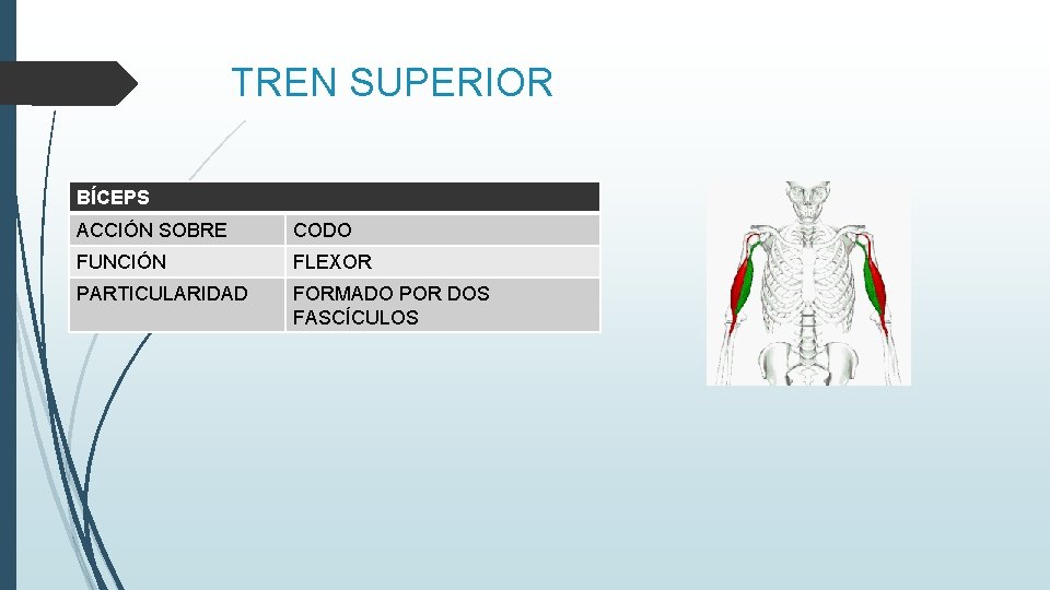 TREN SUPERIOR BÍCEPS ACCIÓN SOBRE CODO FUNCIÓN FLEXOR PARTICULARIDAD FORMADO POR DOS FASCÍCULOS 