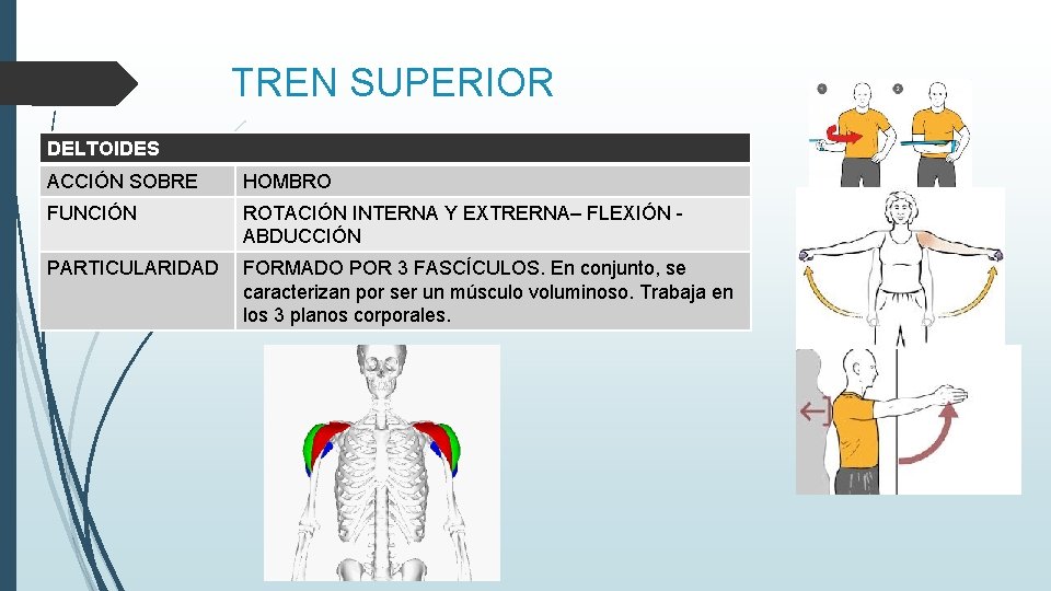 TREN SUPERIOR DELTOIDES ACCIÓN SOBRE HOMBRO FUNCIÓN ROTACIÓN INTERNA Y EXTRERNA– FLEXIÓN ABDUCCIÓN PARTICULARIDAD