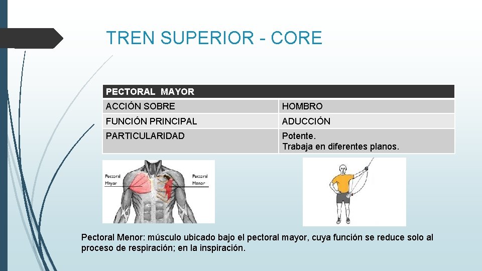 TREN SUPERIOR - CORE PECTORAL MAYOR ACCIÓN SOBRE HOMBRO FUNCIÓN PRINCIPAL ADUCCIÓN PARTICULARIDAD Potente.