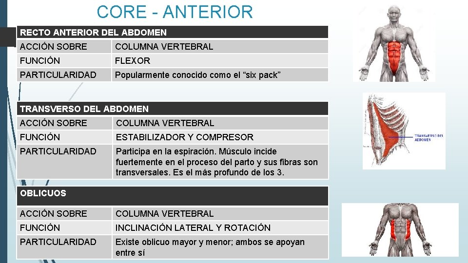 CORE - ANTERIOR RECTO ANTERIOR DEL ABDOMEN ACCIÓN SOBRE COLUMNA VERTEBRAL FUNCIÓN FLEXOR PARTICULARIDAD