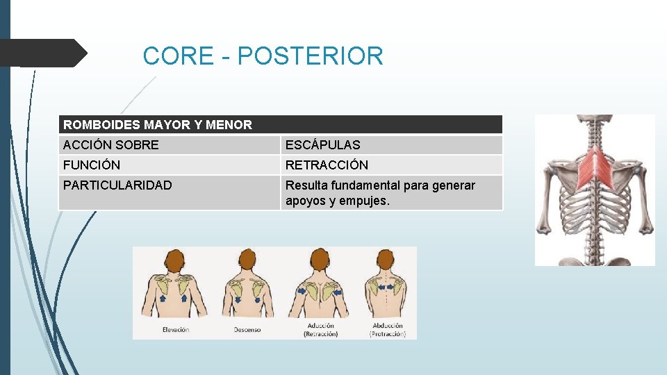 CORE - POSTERIOR ROMBOIDES MAYOR Y MENOR ACCIÓN SOBRE ESCÁPULAS FUNCIÓN RETRACCIÓN PARTICULARIDAD Resulta
